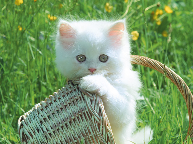 Hình ảnh con mèo đáng yêu và dễ thương nhất đang chờ đón bạn. Với những tấm hình đầy màu sắc, tình cảm và vui nhộn, hãy cùng chiêm ngưỡng những chú mèo với ánh mắt tinh nghịch và tình cảm chân thành. Hãy xem ngay nhé!
