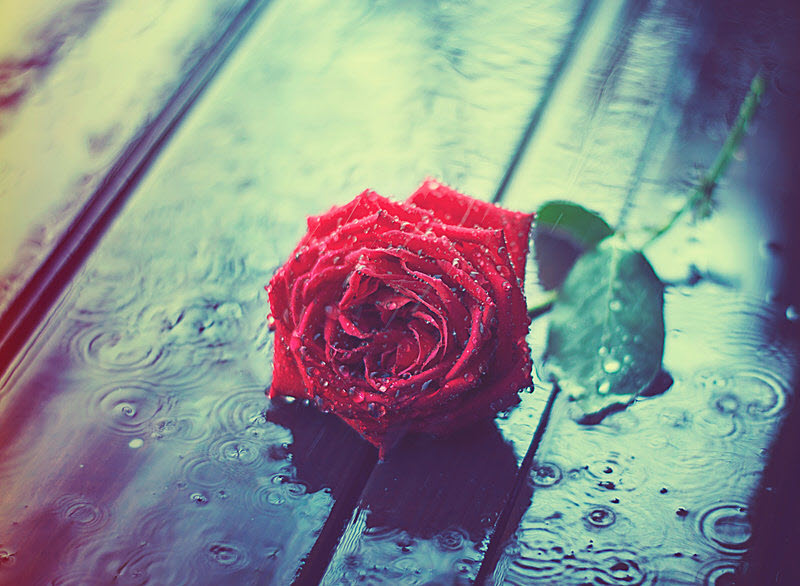 Hình ảnh đẹp cơn mưa với hoa hồng