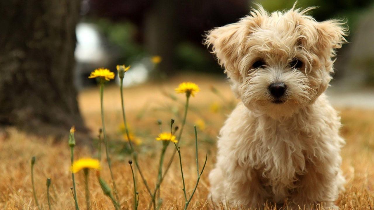 Ngắm những hình ảnh dễ thương đáng yêu của cún con