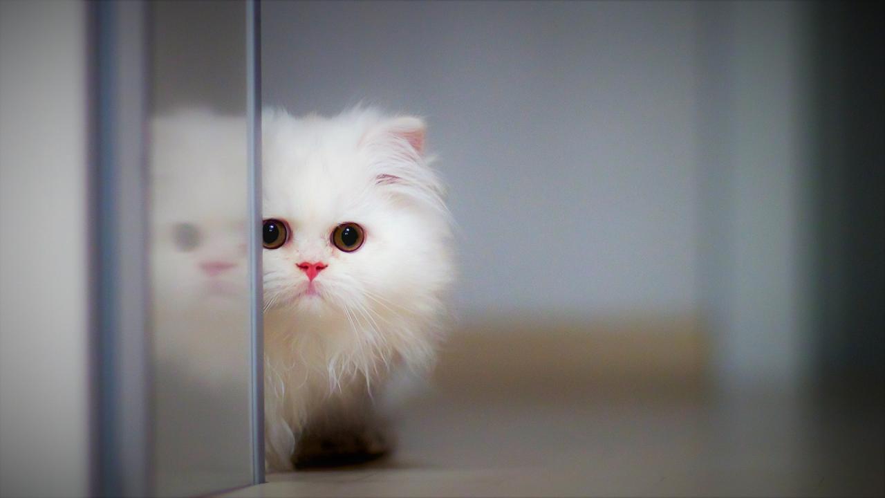 Hình ảnh những chú mèo dễ thương đáng yêu nhất thế giới
