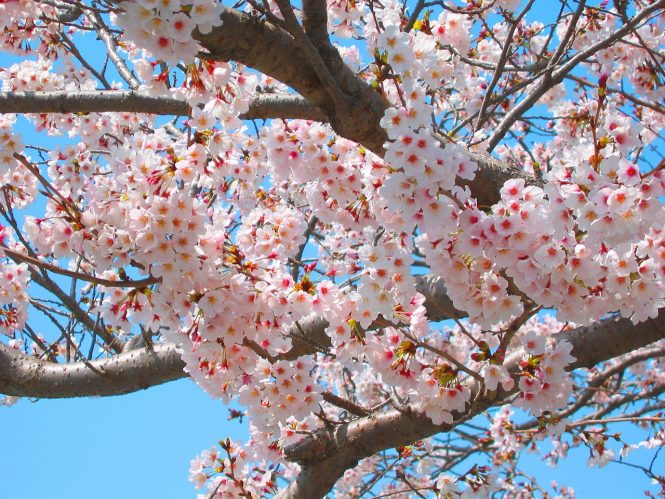 Ảnh hoa Anh đào Nhật Bản cực đẹp