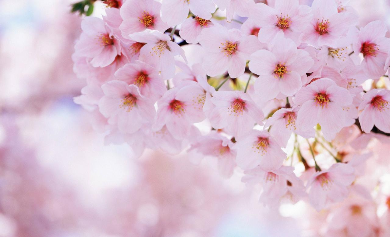 Ảnh hoa Anh Đào Nhật đẹp