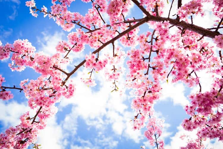 Ảnh hoa Anh Đào ở Nhật Bản cực đẹp