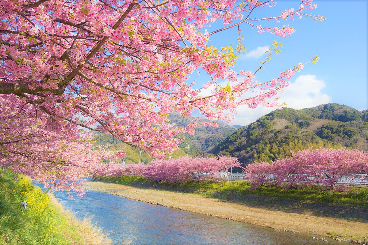 Ảnh hoa Anh Đào