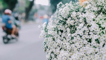 Hình ảnh tuyệt đẹp về mùa thu Hà Nội Những Con Phố Đầy Hoa 2