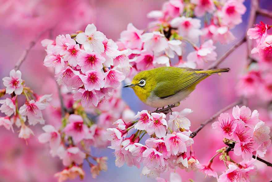 Cherry Blossom Sakura