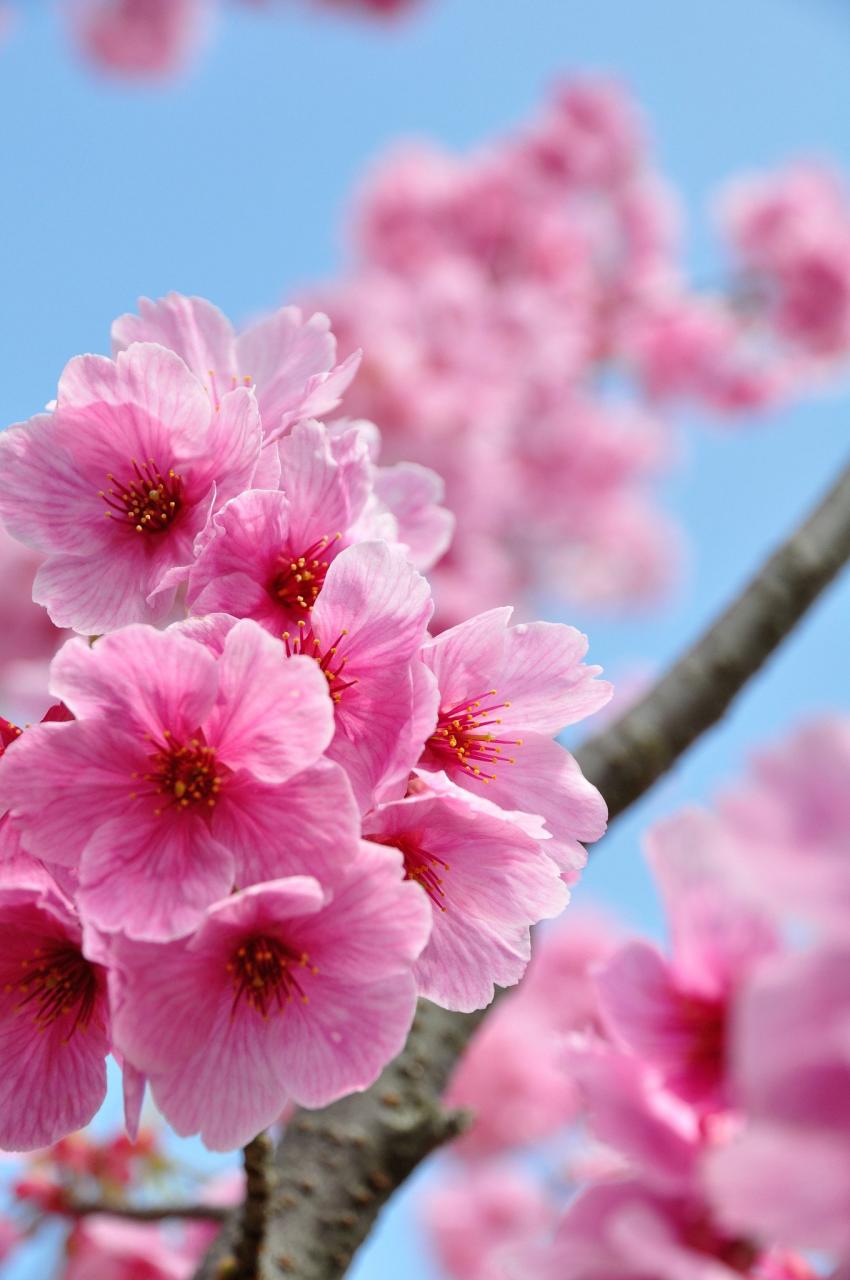 Cherry_Blossom