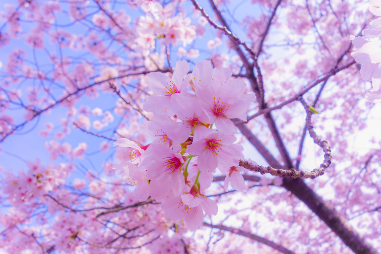 Hình ảnh mùa hoa Anh Đào